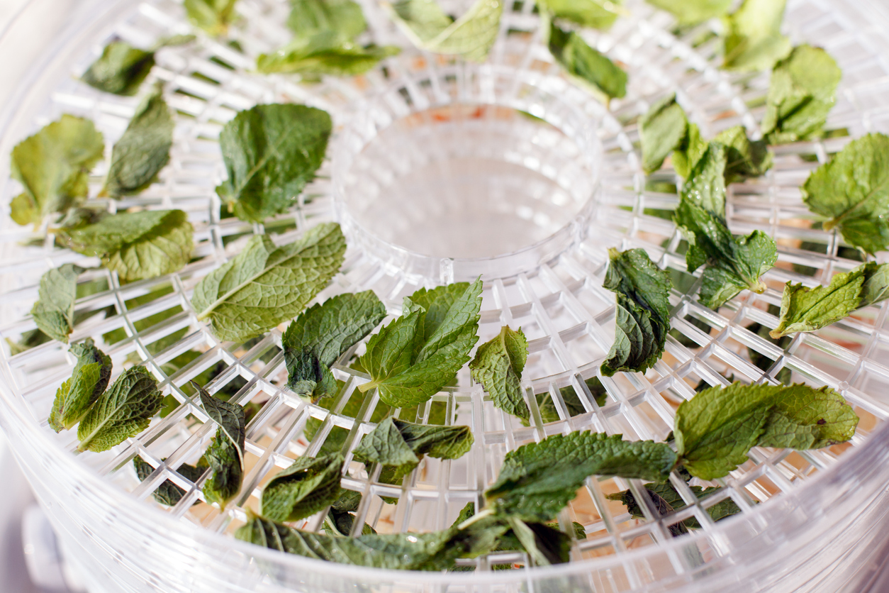 Fresh mint is dried white food dehydrator tray on table. Electric drier, ealthy vegetarian vegan concept, fruit diet. special tool for drying foods and herbs