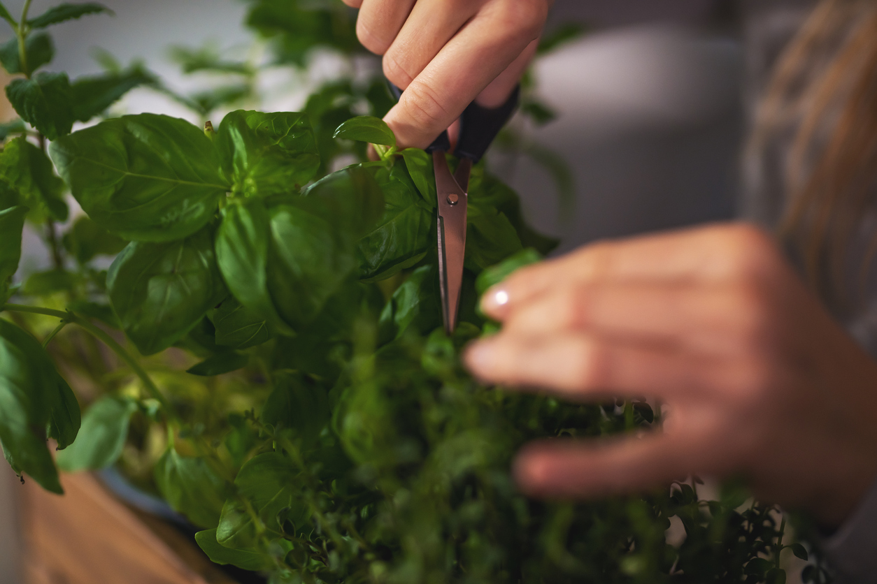 Caucasian female hands holding sharp shears and pruning thyme plants, in a pot of green aromatic herbs, close-up shot. Indoor herb garden concept.