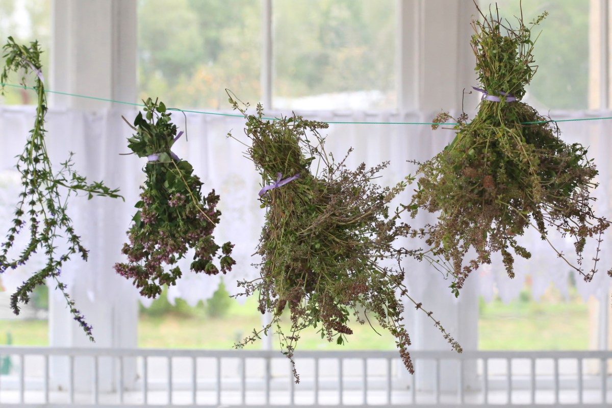 Herbs air drying