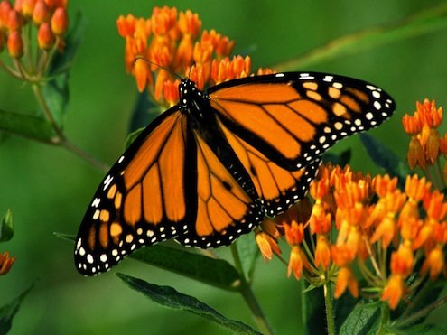 How To: Make a Butterfly Garden