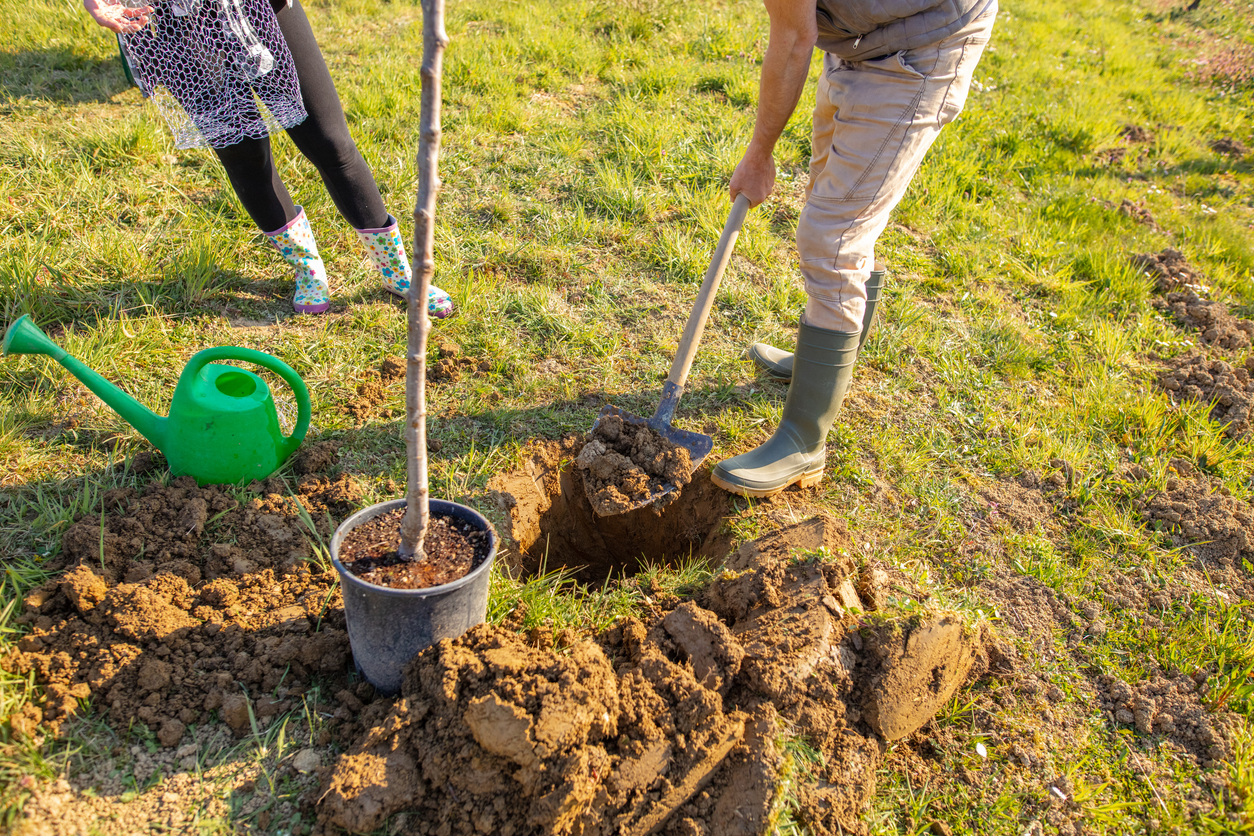 Low section of couple planting tree