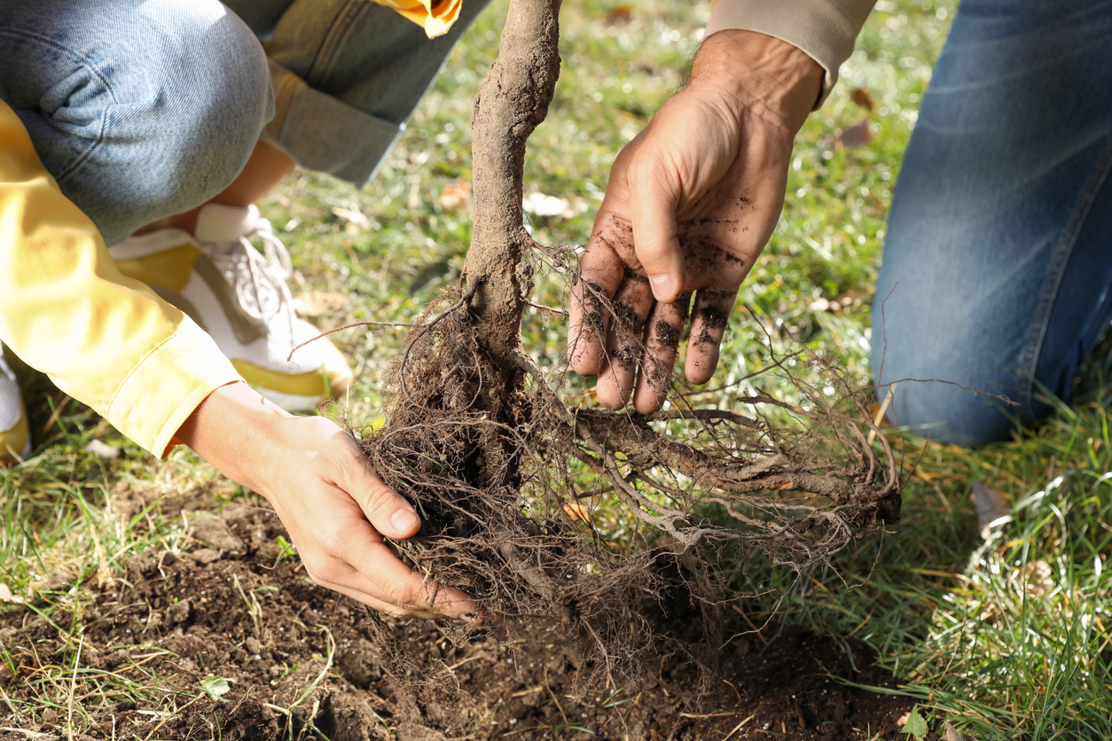 Inspecting the roots of a tree about to be planted