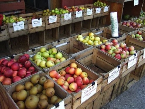 Heirloom apple varieties