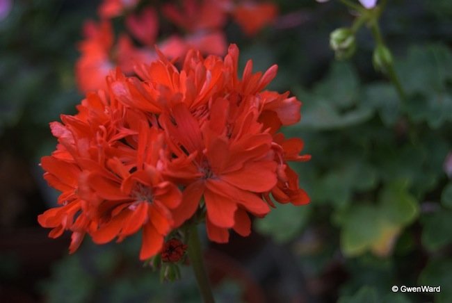double-stellar geranium