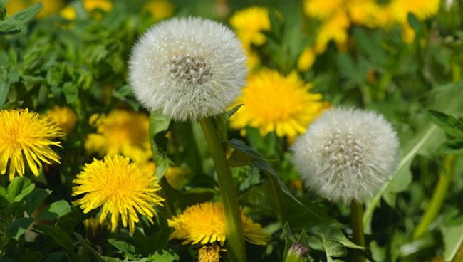 3 Surprisingly Good Reasons to Let Dandelions Grow in Your Yard