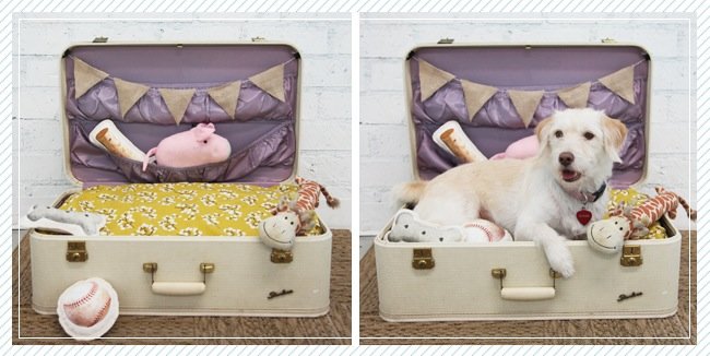 5 Things to Do with... Old Luggage