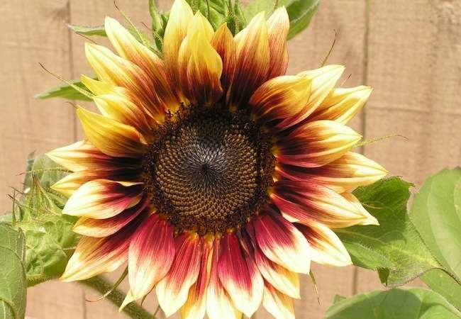 10 Not-to-Be-Missed Sunflower Blooms