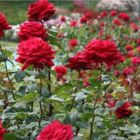 How To: Care for Roses