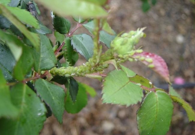 aphids on roses