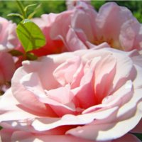 Managing 3 Common Problems Faced by Roses