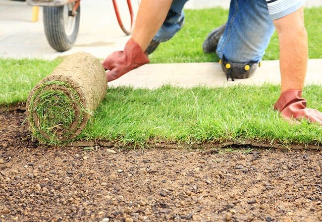 10 Times You Can Get Nature to Do Your Yard Work for You