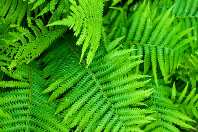 Everywhere Ferns: Choosing the Right Variety for Your Garden
