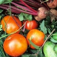 How to Plant a Vegetable Garden