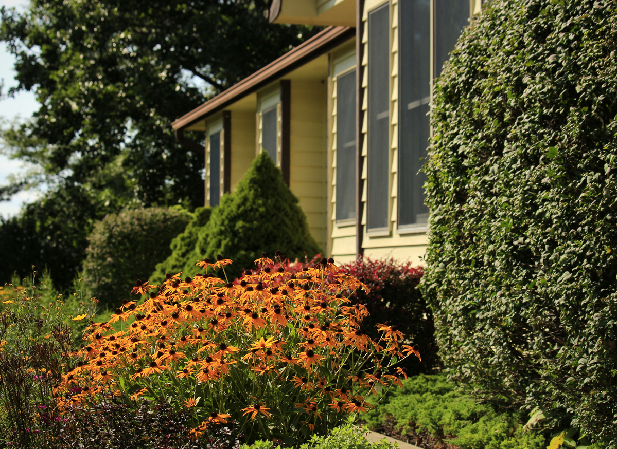 Drought-Tolerant Landscaping Ideas