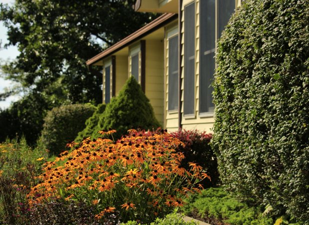 Drought-Tolerant Landscaping Ideas