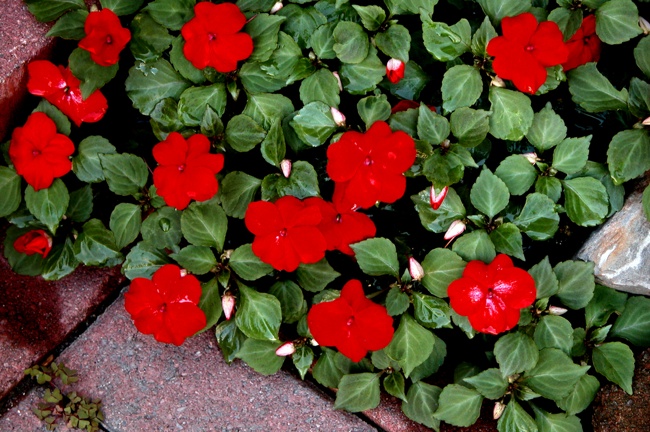 The Plight of the Impatiens