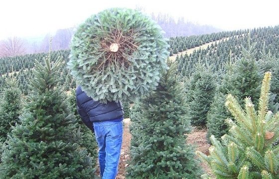 Christmas Trees—Real vs. Artificial?