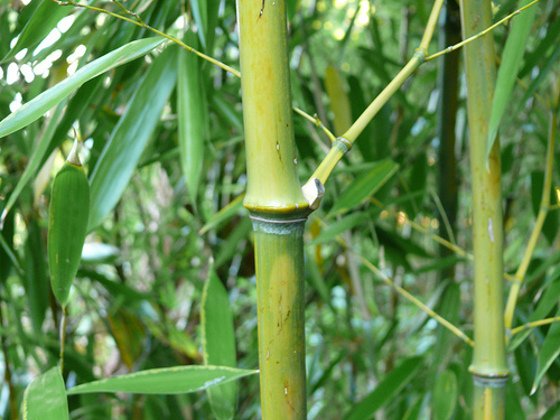 Growing a Bamboo Garden