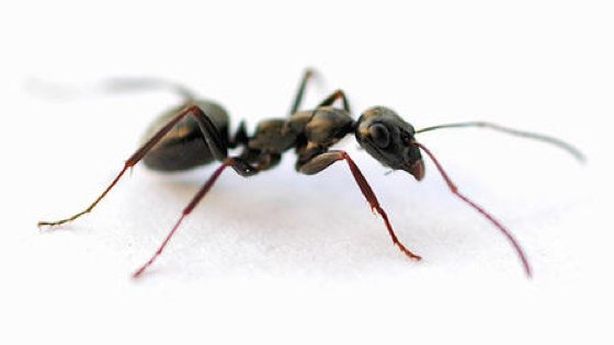How to Get Rid of Flying Ants and Prevent Their Return - Bob Vila