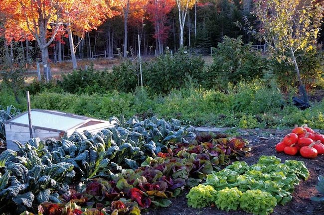 3 Keys to Planting a Fall Vegetable Garden