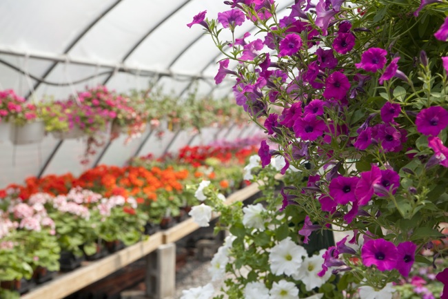 Plant More, Spend Less: Shop Nurseries Off-Season