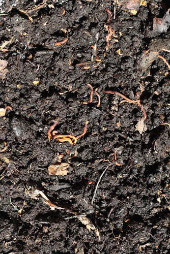 Vermiculture - Compost