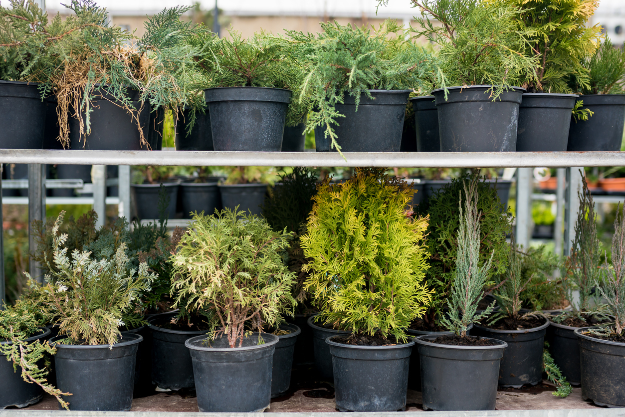 Planting season concept. Container-grown shrubs plants on shelf in Outdoor plant nursery or garden center for landscaping