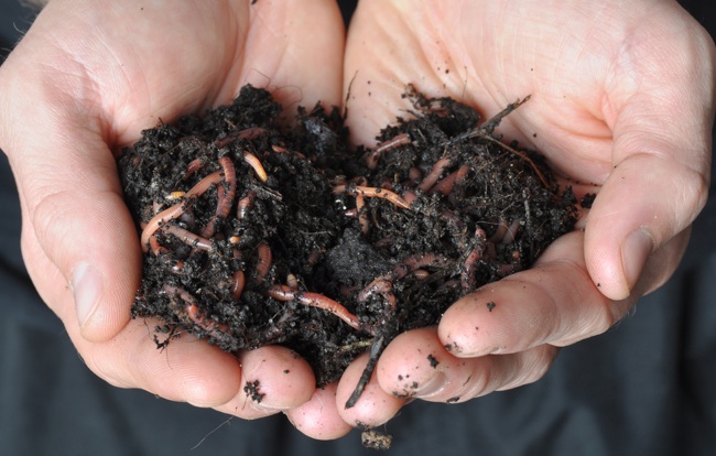 All You Need to Know About Compost Tea