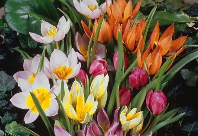 Botanical Tulips: Jewels of the Garden