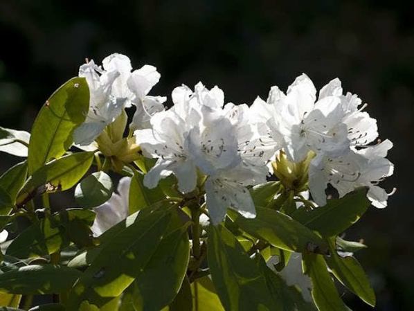 Rhododendrons: Keeping It Green All Winter Long