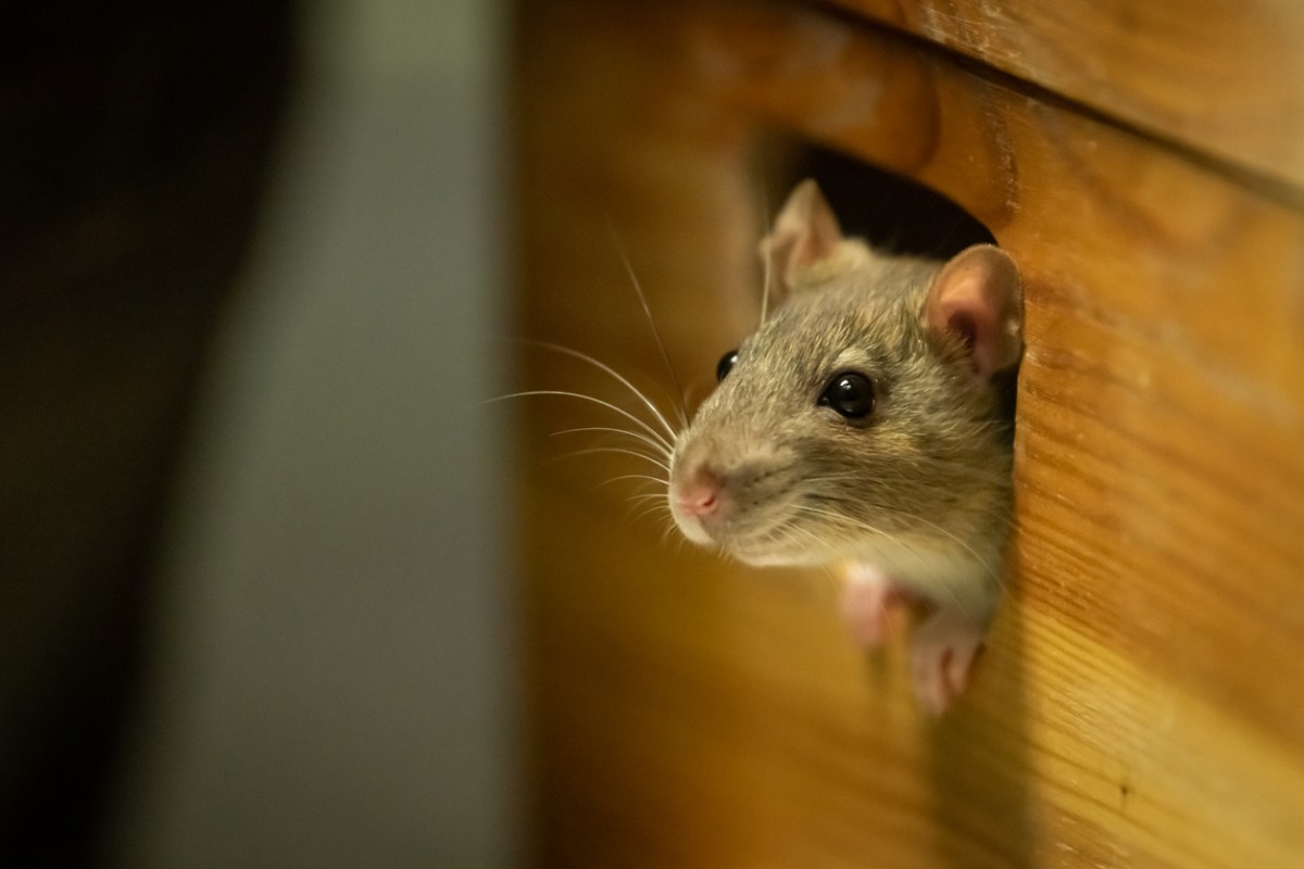 DIY Humane Mouse Trap