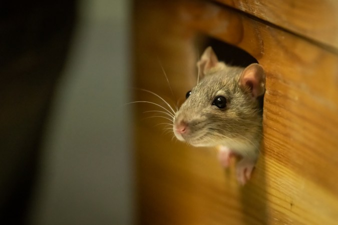 How To: Rodent-Proof Your Home