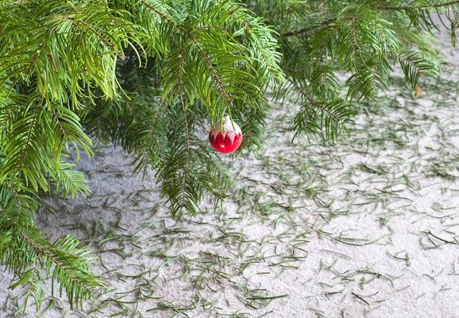 Taking Down the Christmas Tree - Needles