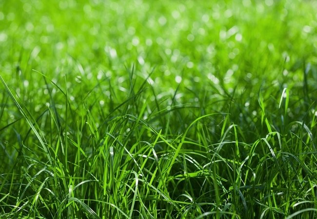 Solved! How Long Does It Take for Grass to Grow?