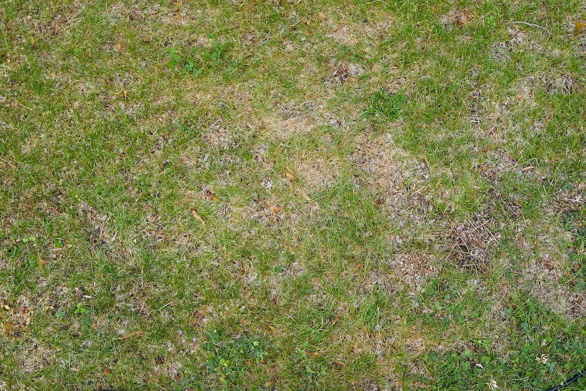 Patch of lawn grass with some brown spots; concept of grass that needs fertilizing.