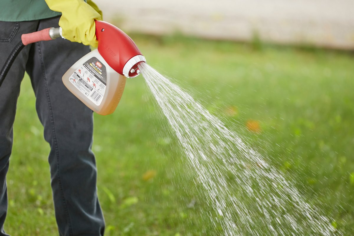 Woman spraying lawn fertilizer from a garden hose with a hose-end sprayer.
