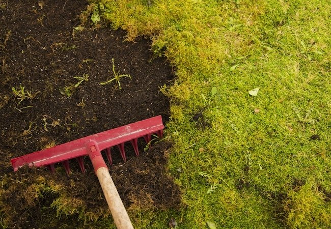 How to Grow Moss