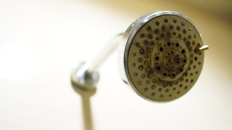 A moldy shower head in need cleaning.