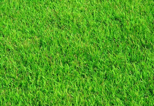 Homemade Fertilizer for Lawns - Repeat