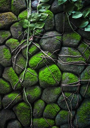How to Grow Moss - Rocks
