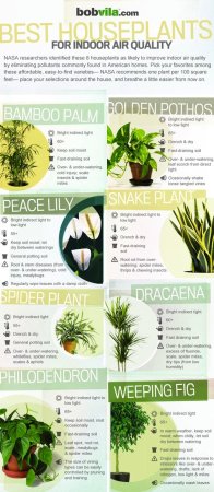 INFOGRAPHIC: Best Houseplants for Indoor Air Quality