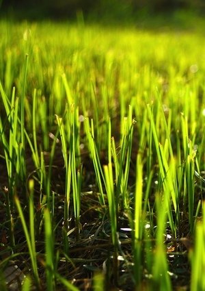 How to Plant Grass Seed - Detail