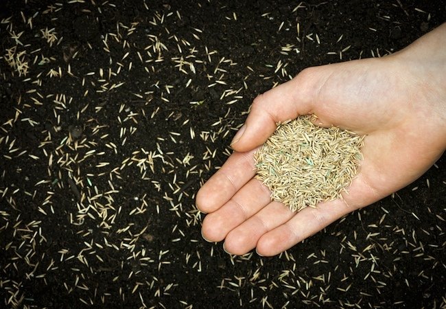 How To: Plant Grass Seed