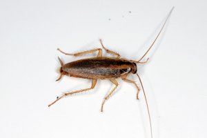 German cockroaches on a white background.