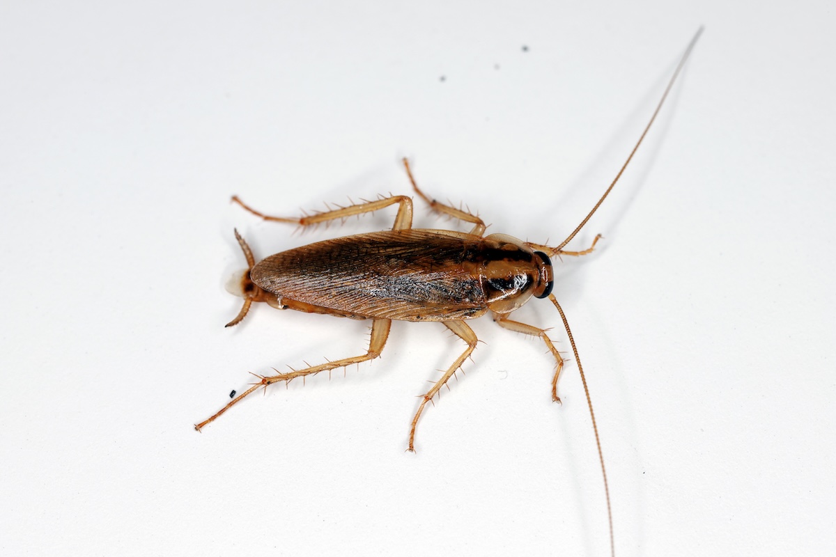 German cockroaches on a white background.