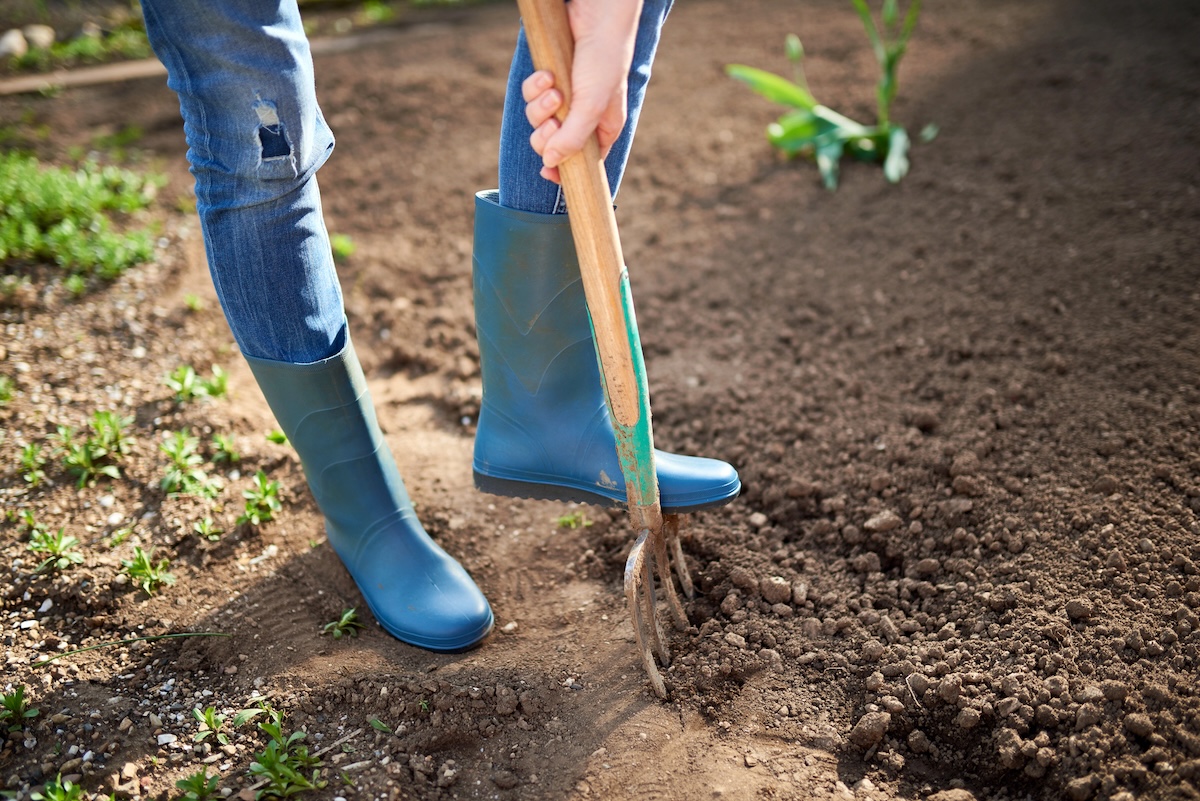 A woman uses a spike aerator on a patch of dirt in a lawn. 