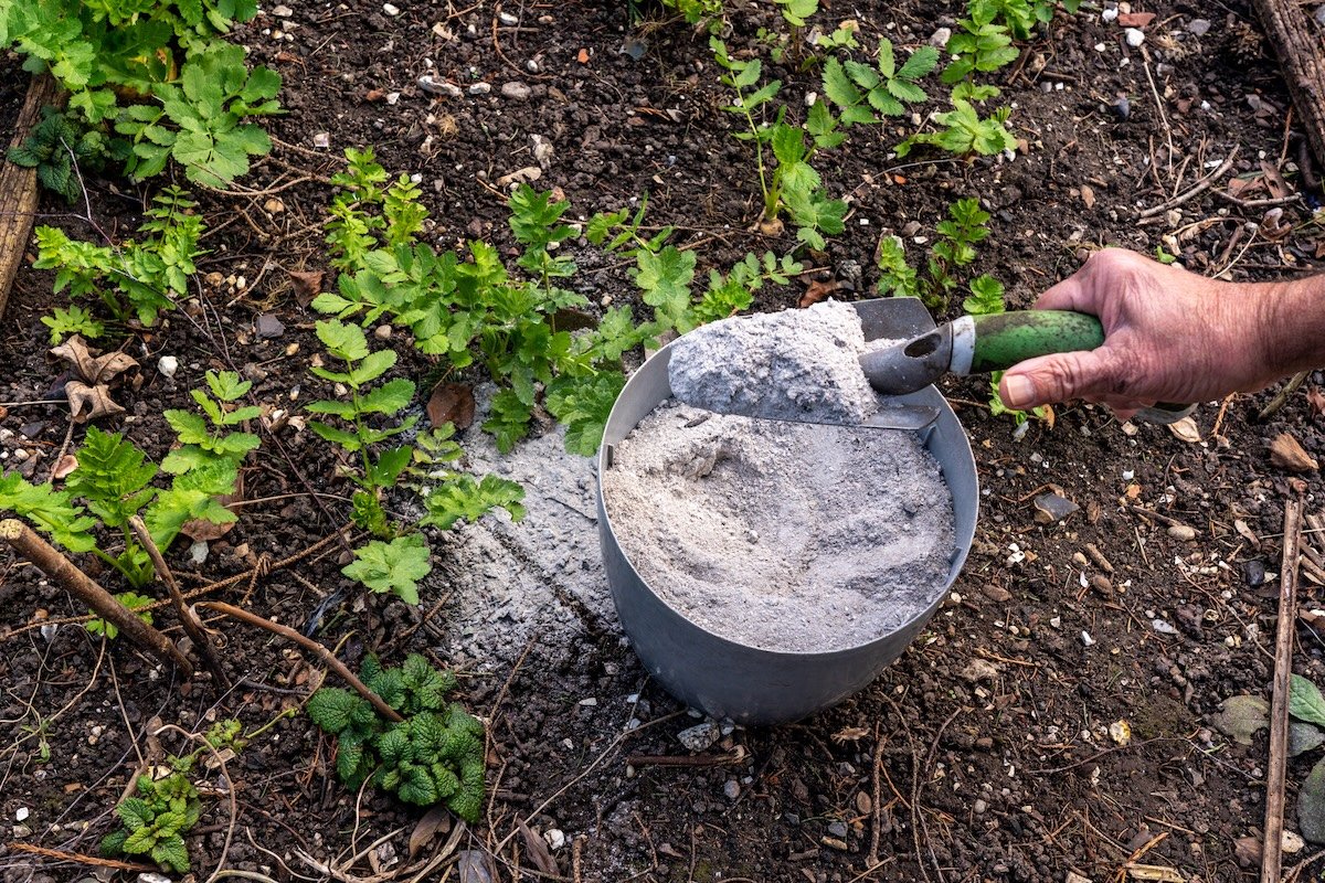 A person shovels wood ash from a bucket into their vegetable garden to adjust the soil pH. 
