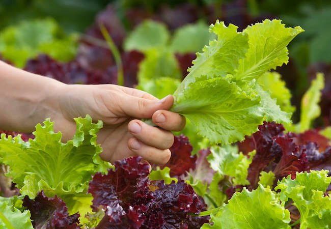 10 Easy-to-Grow Vegetables for Beginning Gardeners