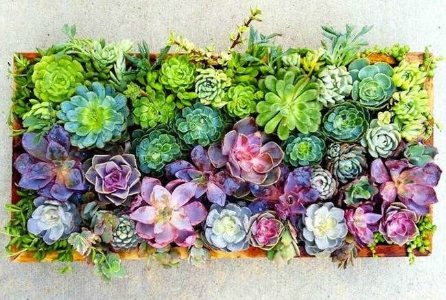 11 Creatively Stylish Ways to Display Succulents