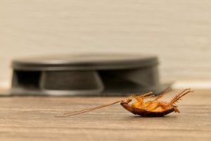 Dead roach on its back in front of a black roach bait station.